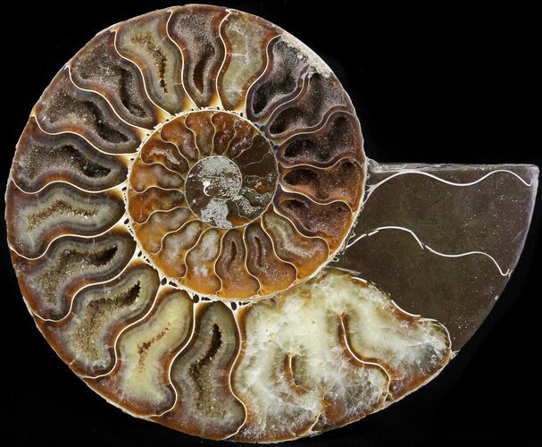 Cut Ammonite Fossil (Half) - Agatized #42512